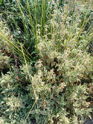 Phlomis italica, photograph 6
