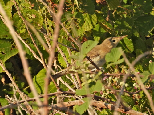 Olive-tree Warbler (Hippolais olivetorum)