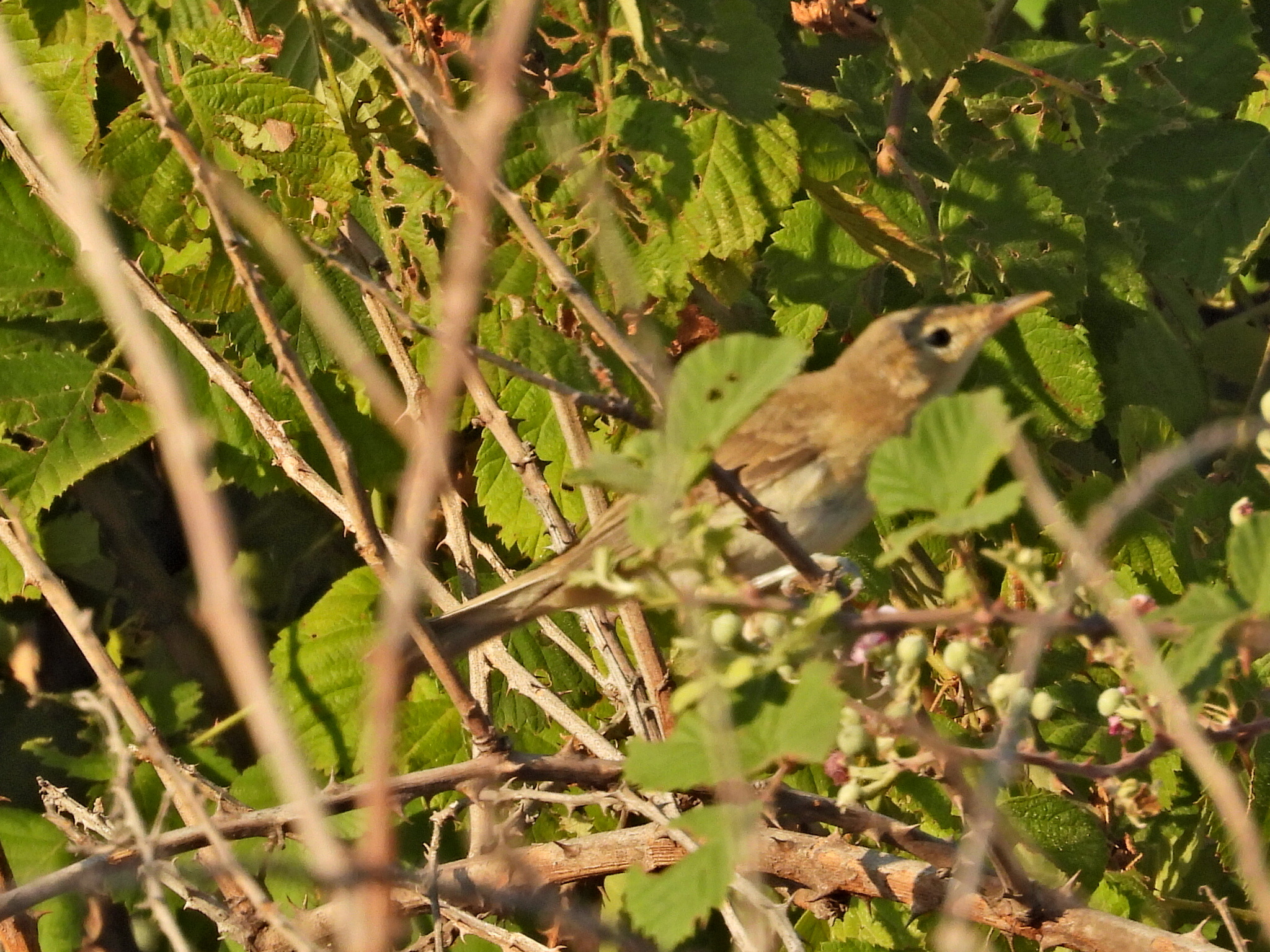 Olive-tree Warbler (Hippolais olivetorum), photo 1