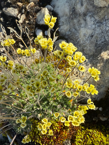 Flat-top Whitlow-grass (Draba corymbosa)