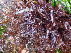 Chondracanthus chamissoi