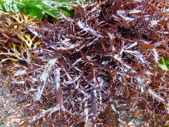 Chondracanthus chamissoi