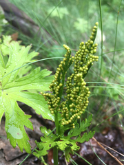 Botrychium lanceolatum
