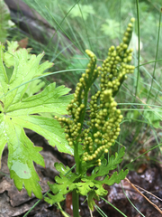 Botrychium lanceolatum
