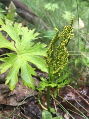 Botrychium lanceolatum