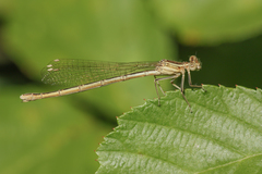 Platycnemis subdilatata