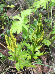 Botrychium lanceolatum