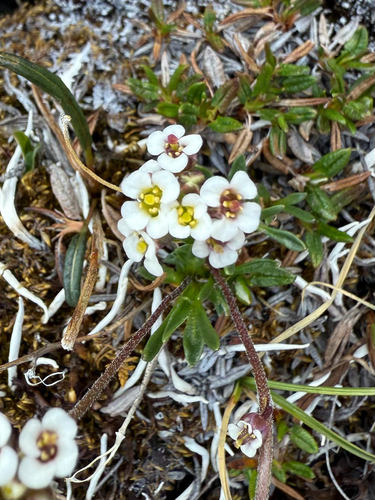 Milky draba (Draba lactea)