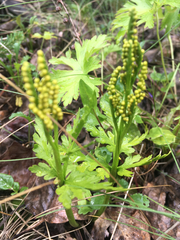Botrychium lanceolatum