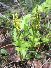 Botrychium lanceolatum