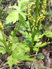 Botrychium lanceolatum
