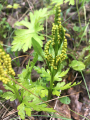 Botrychium lanceolatum