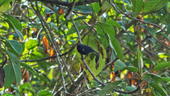 Diglossa lafresnayii