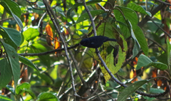 Diglossa lafresnayii