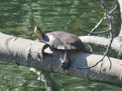 Actinemys marmorata marmorata