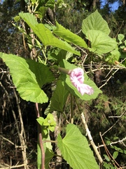 Ipomoea macrorhiza