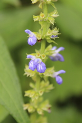 Salvia xalapensis