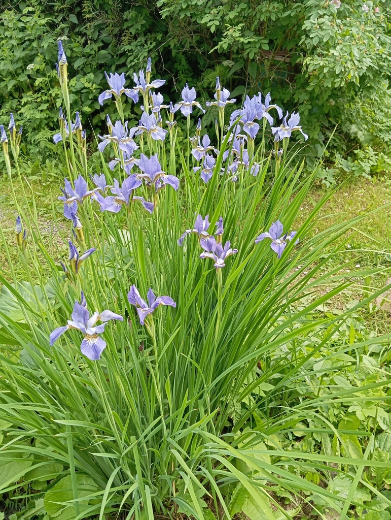 Iris sibirica