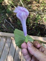 Ipomoea macrorhiza