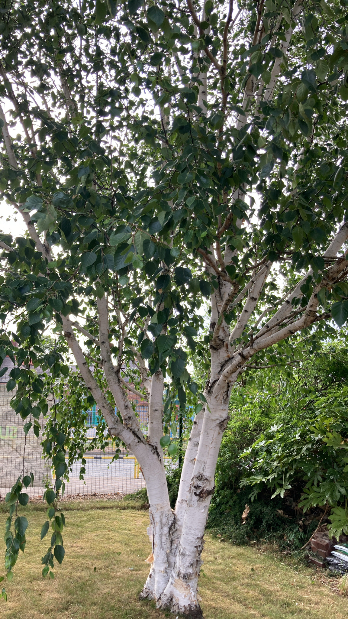 Imagem de Bétula