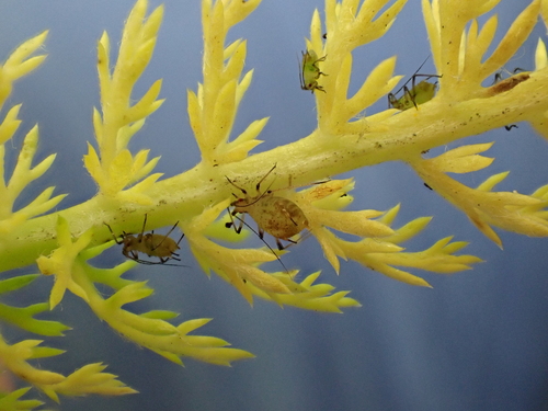 Macrosiphoniella sejuncta