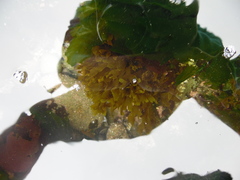 Dictyota kunthii
