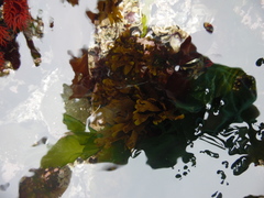 Dictyota kunthii