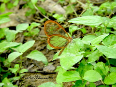 Pteronymia rufocincta