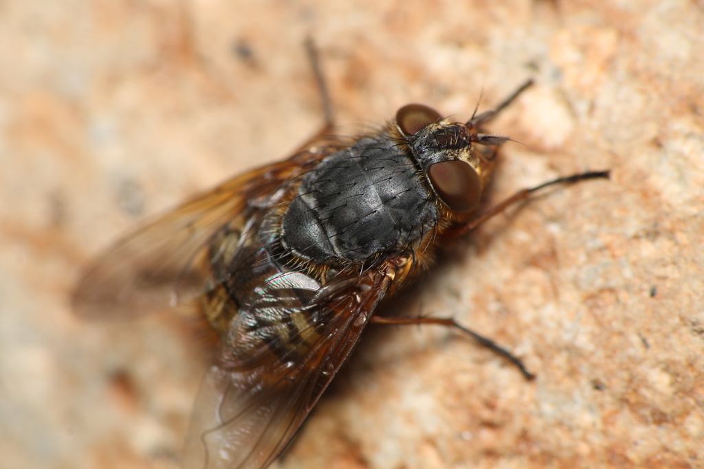 Calliphora hilli