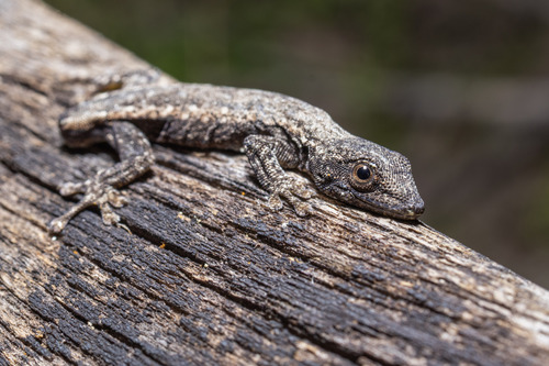 South American Dwarf Gecko, Lygodactylus wetzeli