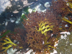 Trematocarpus dichotomus