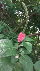 Stachytarpheta mutabilis