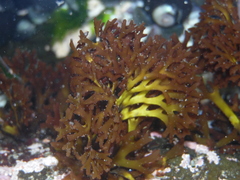 Trematocarpus dichotomus