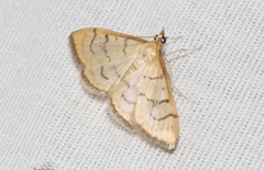 Anania labeculalis
