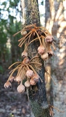 Diospyros gracilipes