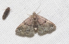 Metalectra miserulata