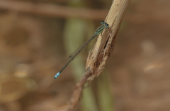 Ischnura intermedia