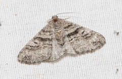 Prionomelia spododea