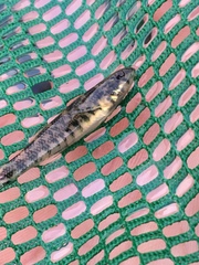 Etheostoma zonale