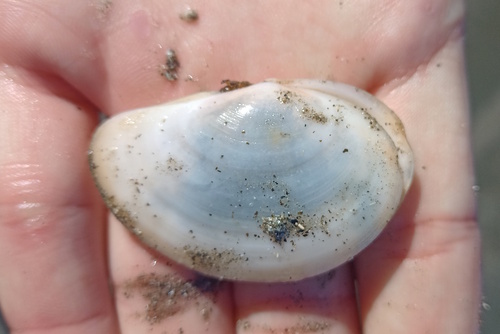 Sanguinolaria sanguinolenta, 2025-06-26