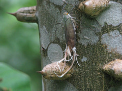 Pterodictya reticularis