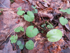 Rubus dalibarda