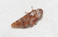 Aphrophora permutata