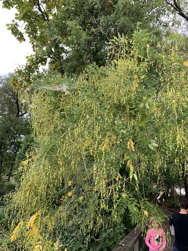 Styphnolobium japonicum