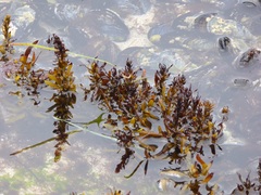 Sargassum muticum