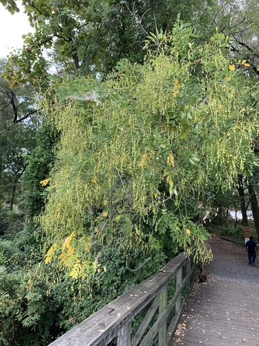 Styphnolobium japonicum