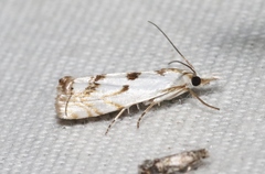 Microcrambus copelandi