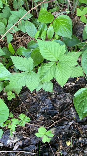 dwarf raspberry