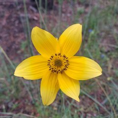 Bidens serrulata