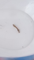 Austrosimulium
